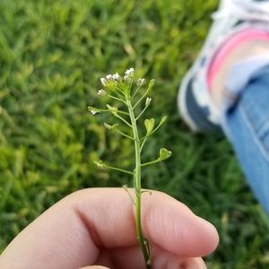 Meet your Posher, Alyssa